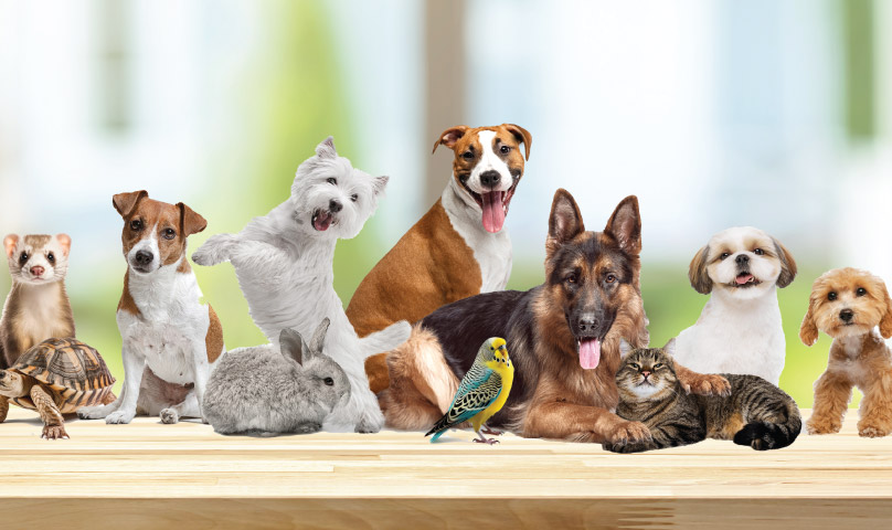 0CBC - Pet Eccomerce